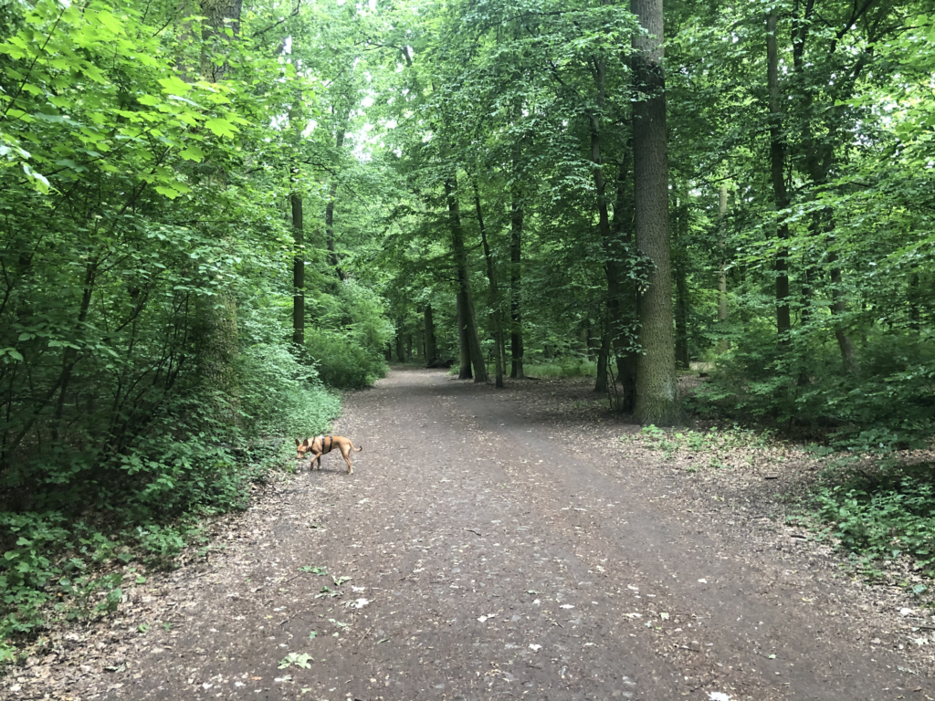 The forest around Waldspielplatz