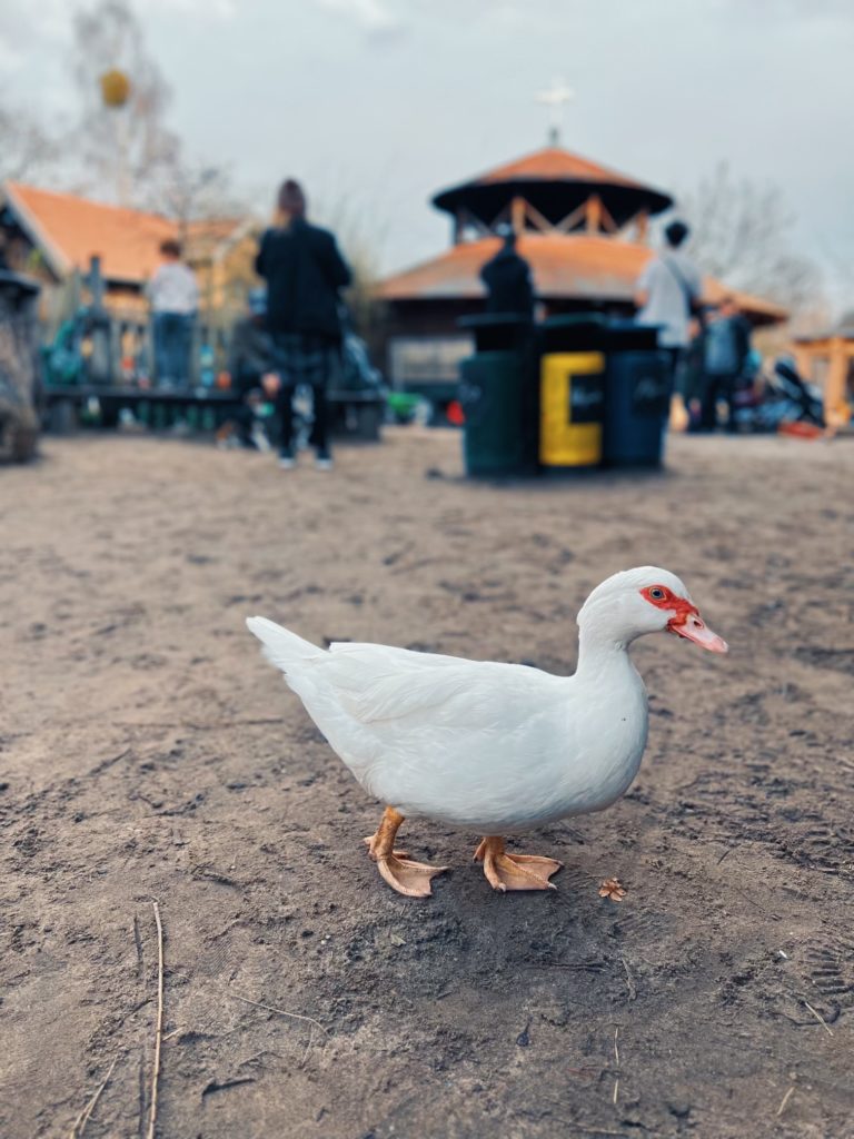A duck on the farm