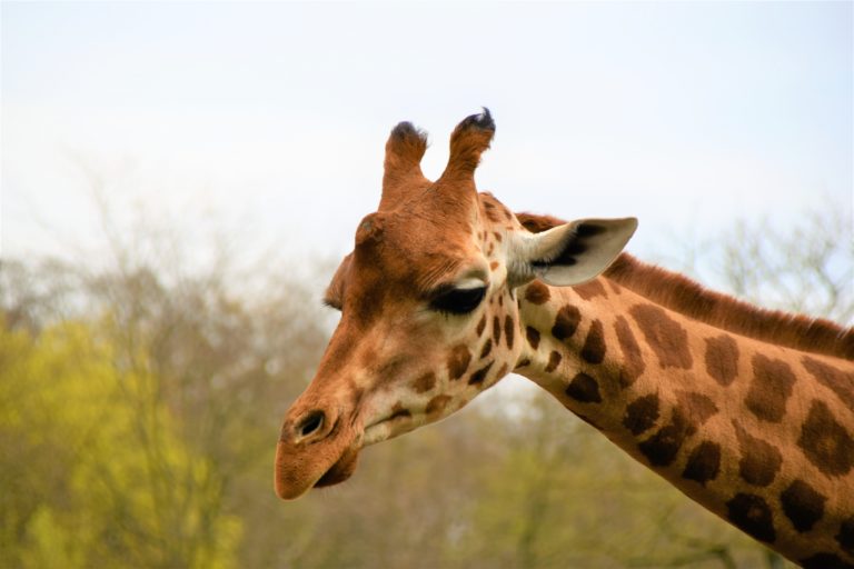 giraffe