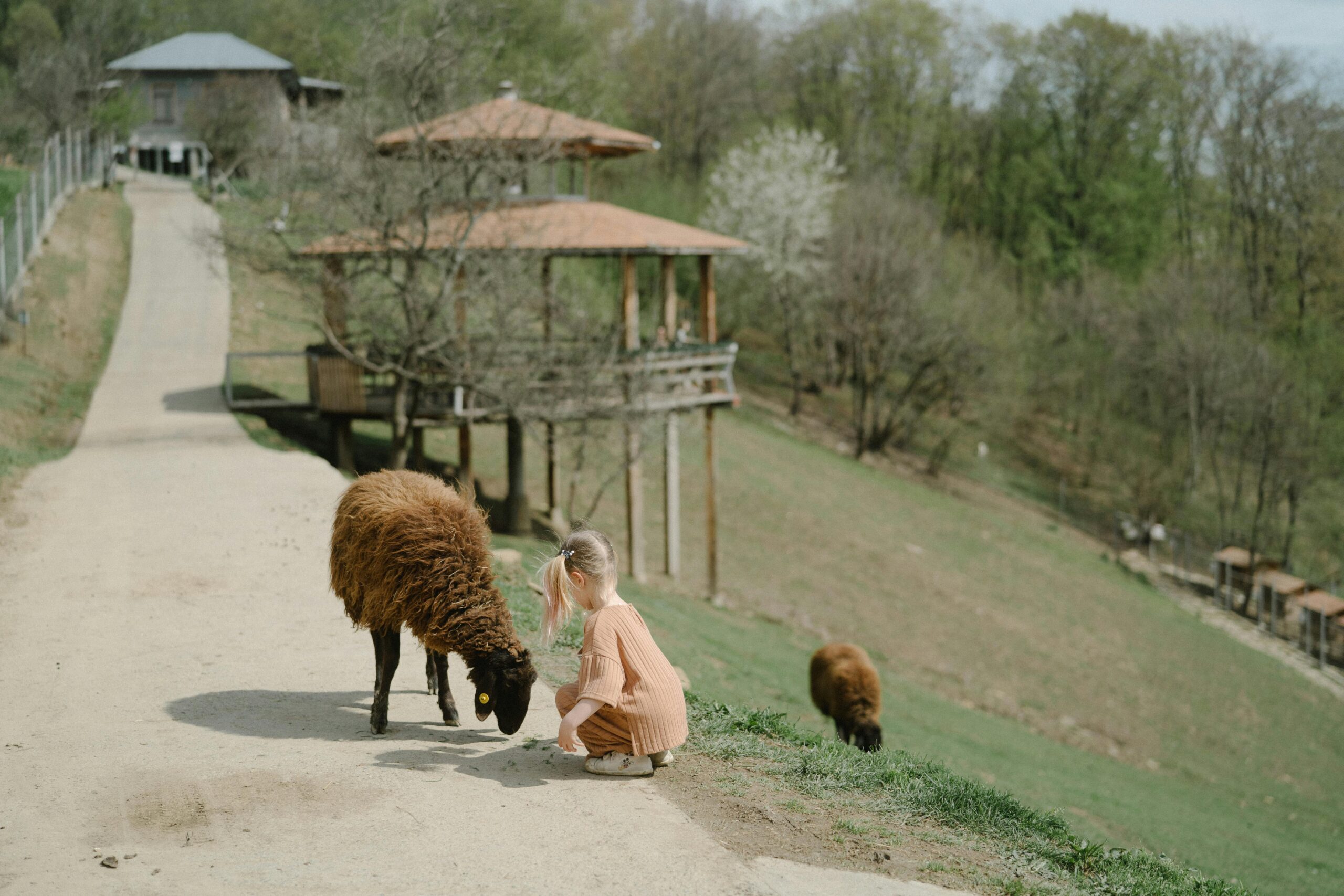 Photo by Anastasia Shuraeva: https://www.pexels.com/photo/a-young-girl-feeding-a-brown-goat-7671956/